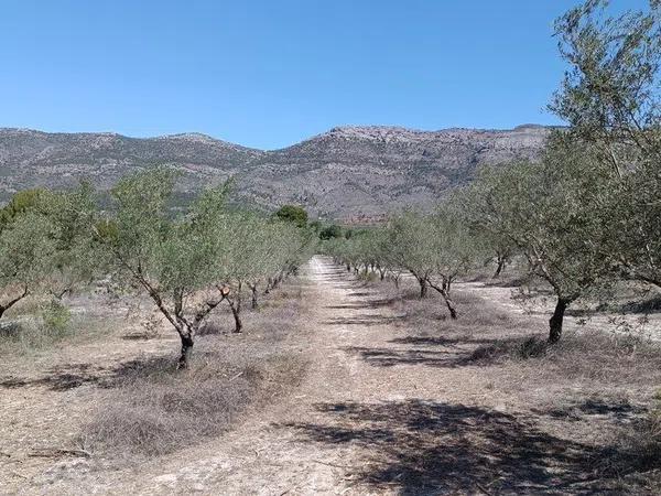 Terreno en Gayanes photo 2