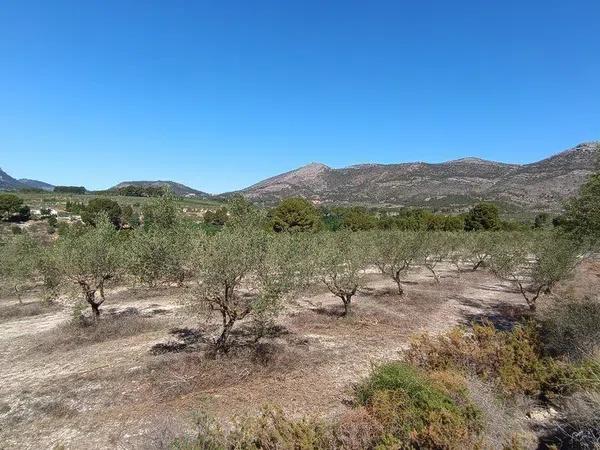 Terreno en Gayanes photo 3