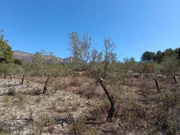 Terreno en Gayanes photo 4