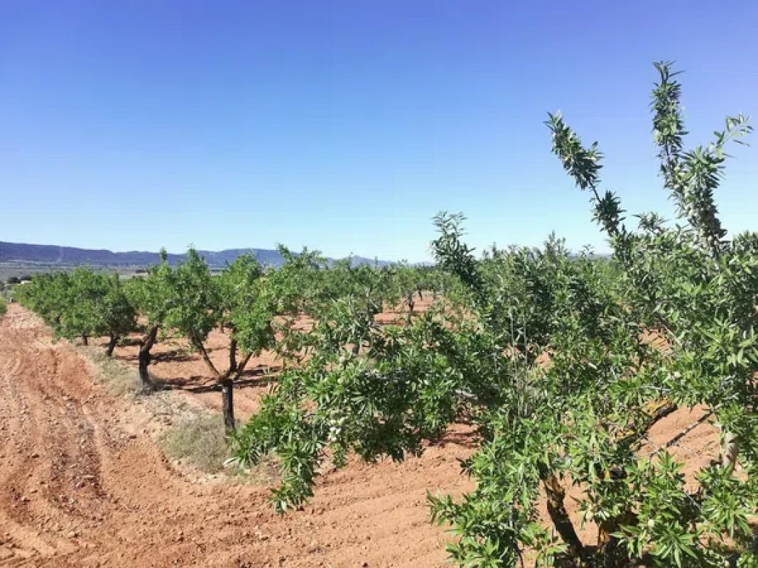 Terreno en venta en Biar, Alicante photo 3