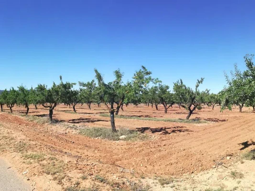 Terreno en venta en Biar, Alicante photo 4