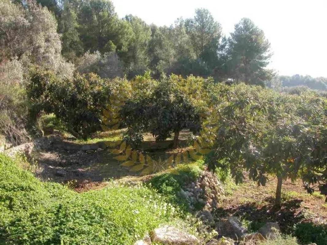 Terreno en venta en Callosa d''En Sarria, Alicante photo 2
