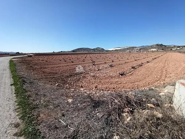 Terreno en Pinoso photo 3
