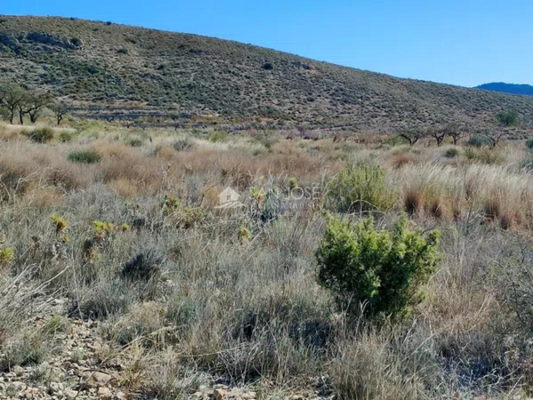 Land for sale in Hondón de los Frailes, Alicante photo 5