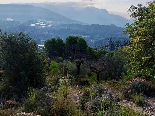 Terreno en partidacoll de la creu, 4 photo 2