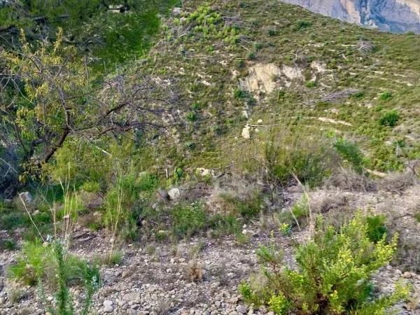 Terreno en partidacoll de la creu, 4 photo 3