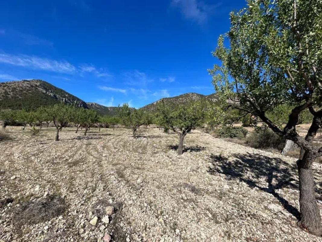 Terreno en venta en La Romana, Alicante photo 2