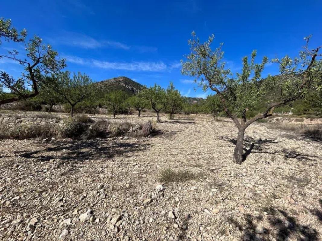 Terreno en venta en La Romana, Alicante photo 3