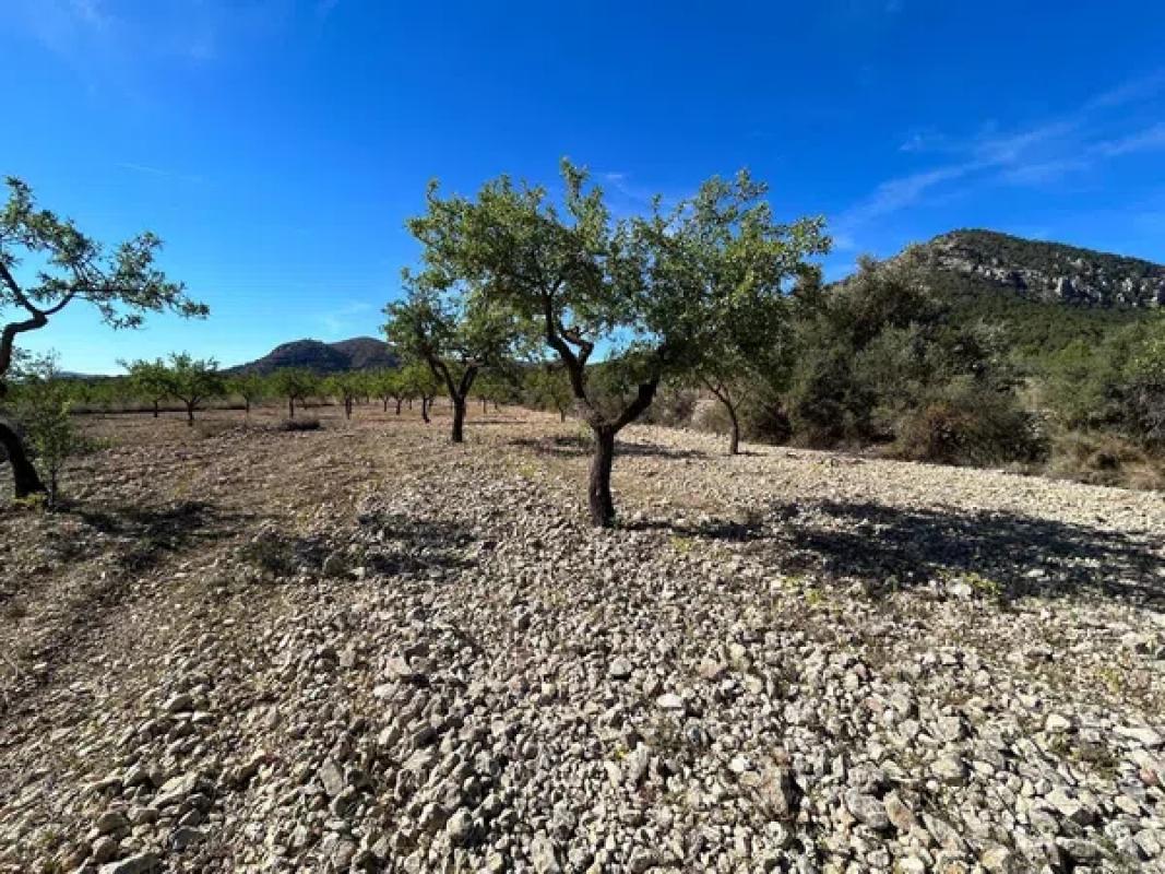 Terreno en venta en La Romana, Alicante photo 5