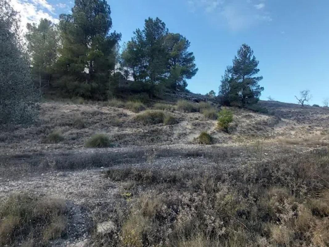 Land for sale in Monovar, Alicante photo 3