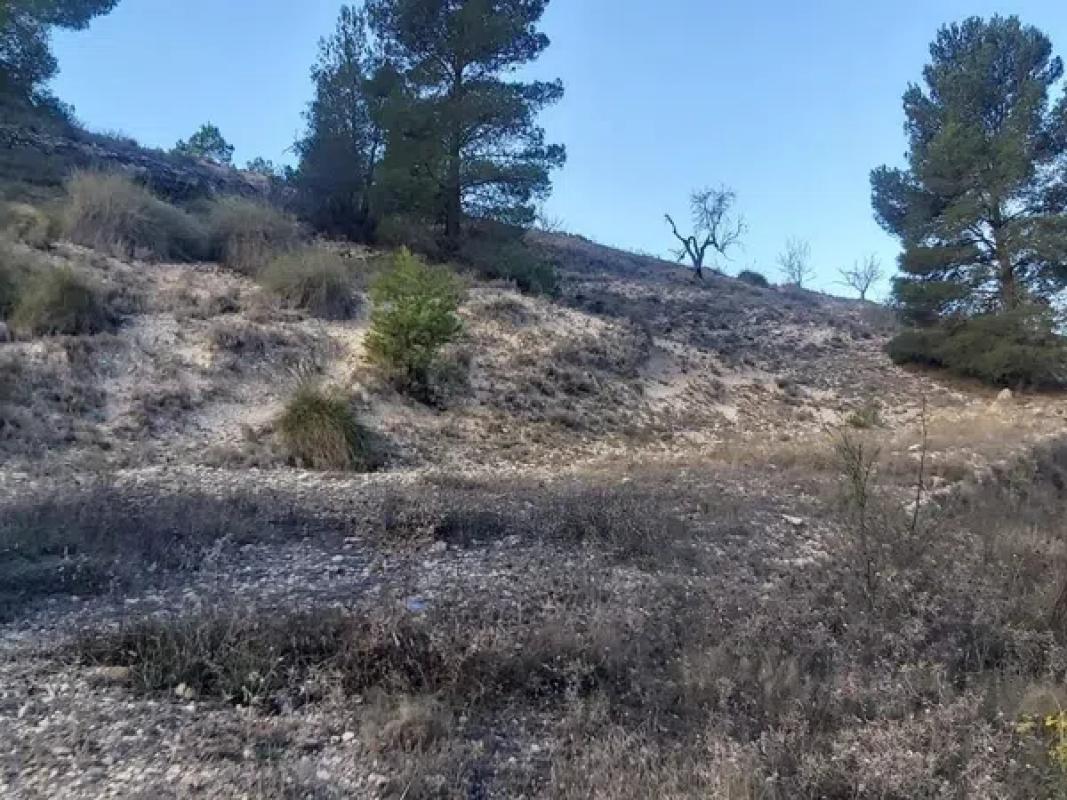 Land for sale in Monovar, Alicante photo 4