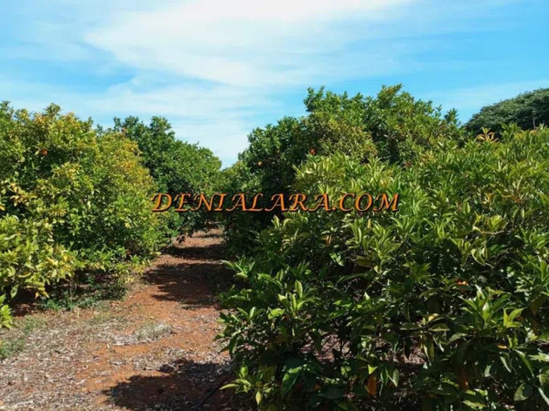 Terreno en venta en Pedreguer, Alicante photo 4