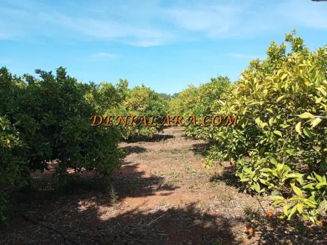 Terreno en venta en Pedreguer, Alicante photo 5