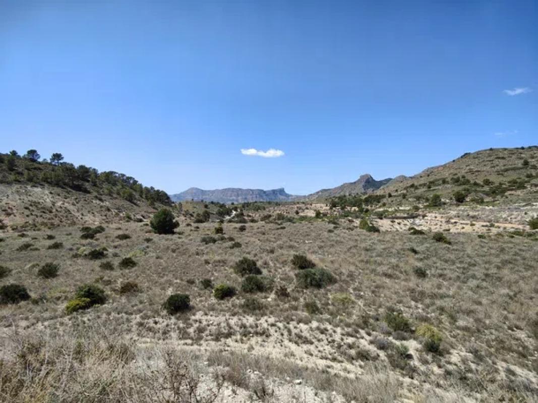 Land for sale in August, Alicante photo 3