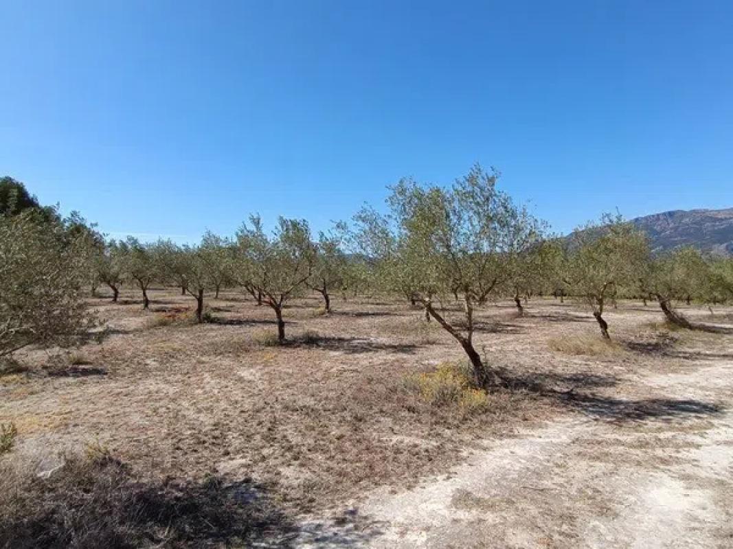 Land for sale in Gayanes, Alicante photo 3