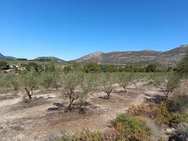 Terreno en Cv-705 s/n photo 4