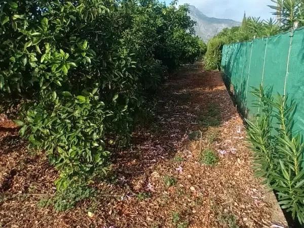 Terreno en Ondara photo 3