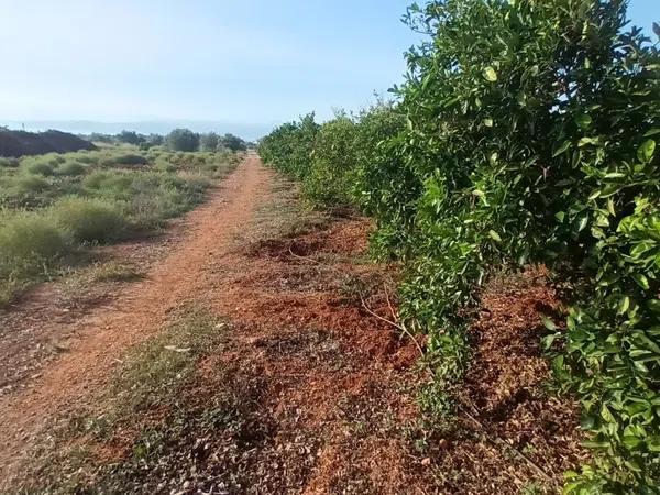 Terreno en Ondara photo 4