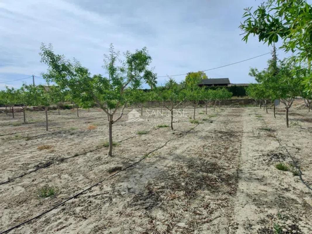 Terreno en venta en Aspe, Alicante photo 5