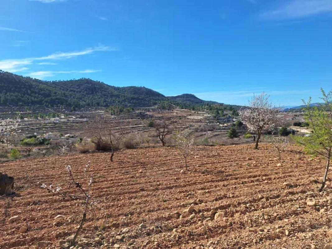 Land for sale in Pinoso, Alicante photo 5