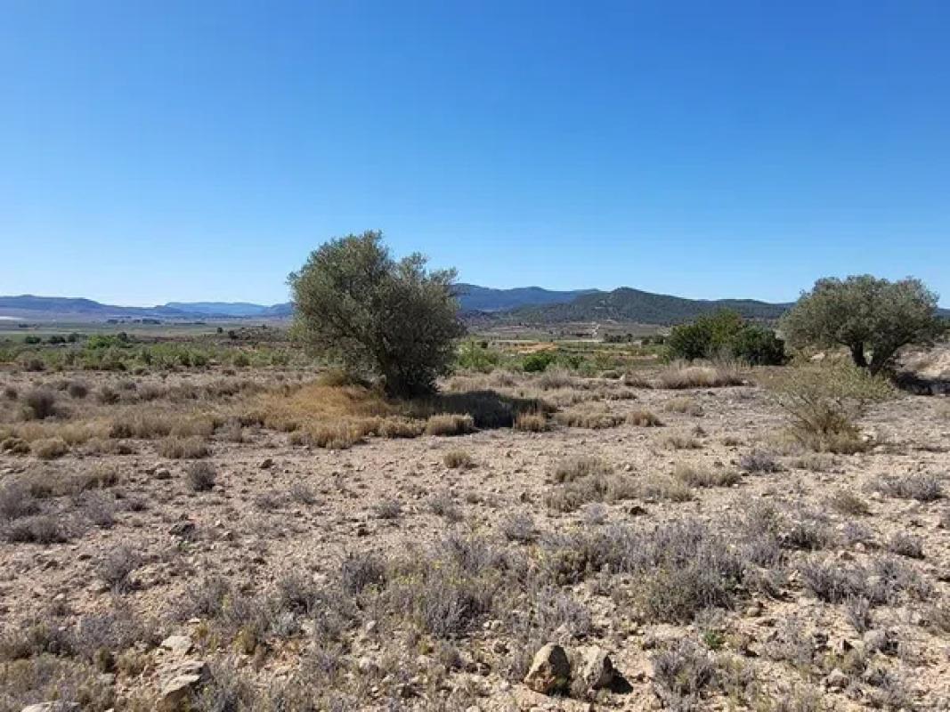 Terreno en venta en Monovar, Alicante photo 5