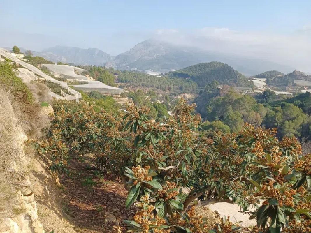 Terreno en venta en Callosa d''En Sarria, Alicante photo 1