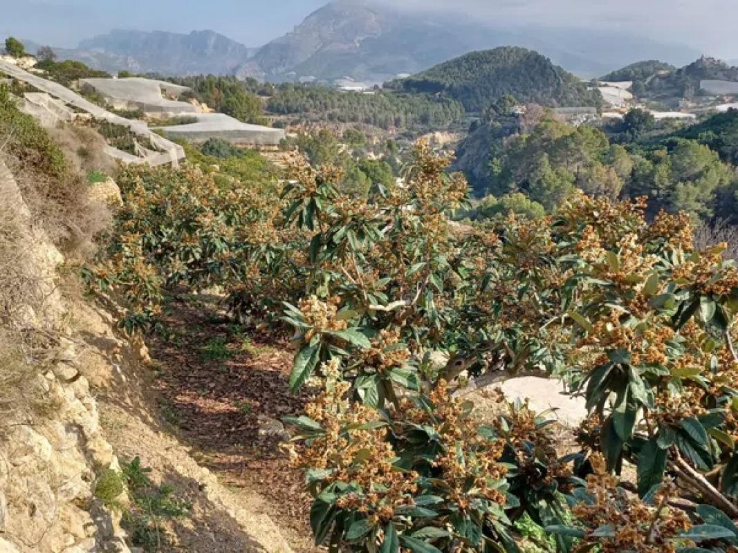 Terreno en venta en Callosa d''En Sarria, Alicante photo 2