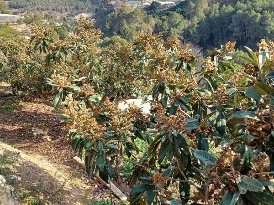 Terreno en venta en Callosa d''En Sarria, Alicante photo 3