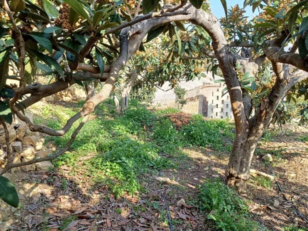 Terreno en venta en Callosa d''En Sarria, Alicante photo 5
