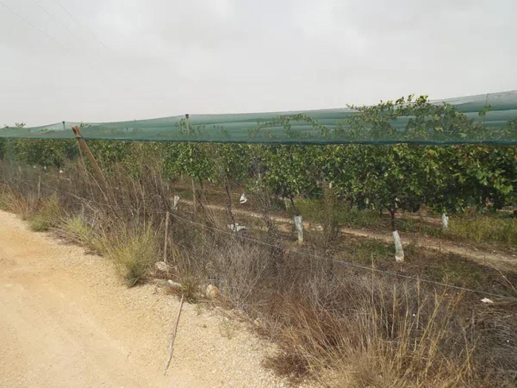 Land for sale in Monforte del Cid, Alicante photo 1