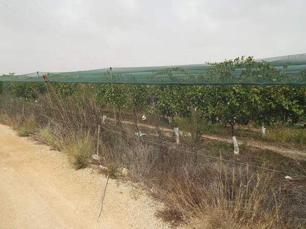 Terreno en Monforte del Cid photo 1