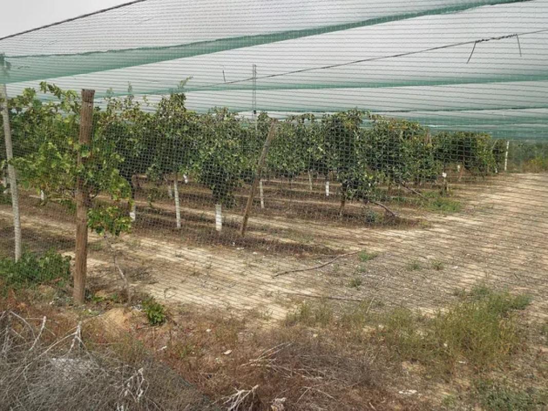 Land for sale in Monforte del Cid, Alicante photo 2