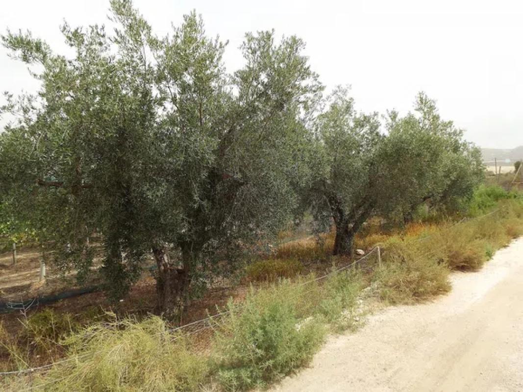 Land for sale in Monforte del Cid, Alicante photo 3