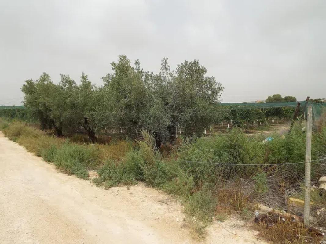 Land for sale in Monforte del Cid, Alicante photo 4