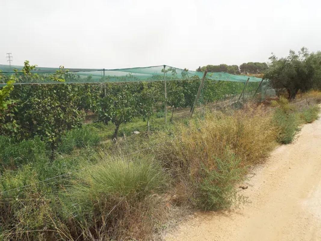 Land for sale in Monforte del Cid, Alicante photo 5