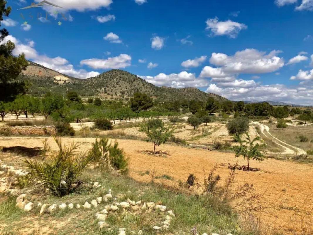 Land for sale in Monovar, Alicante photo 2