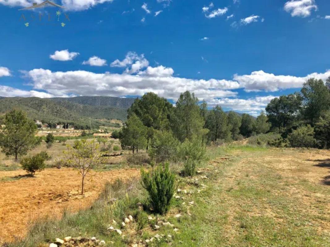 Land for sale in Monovar, Alicante photo 3
