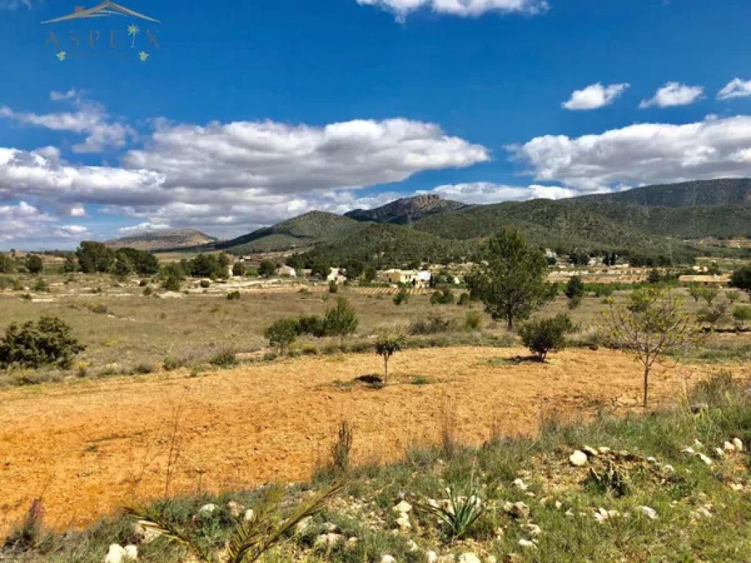 Land for sale in Monovar, Alicante photo 4