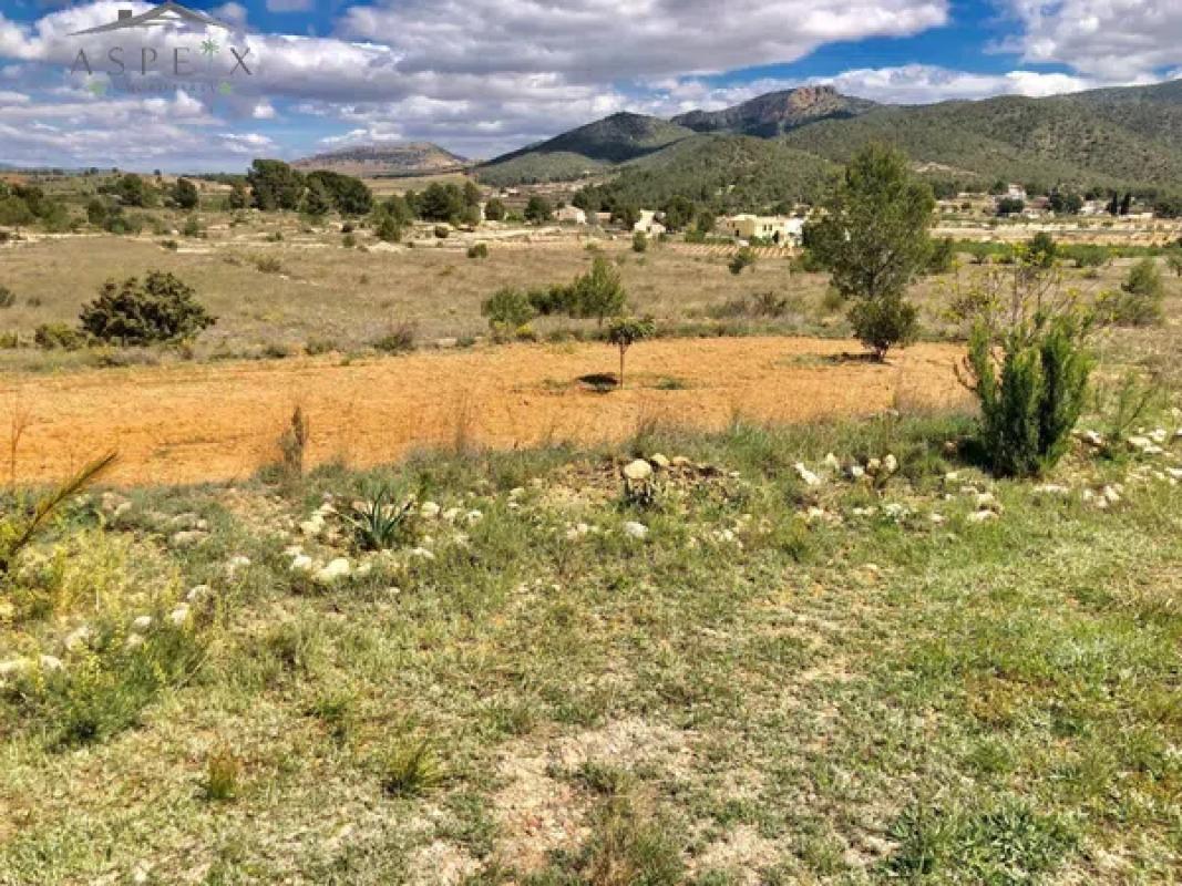 Land for sale in Monovar, Alicante photo 5