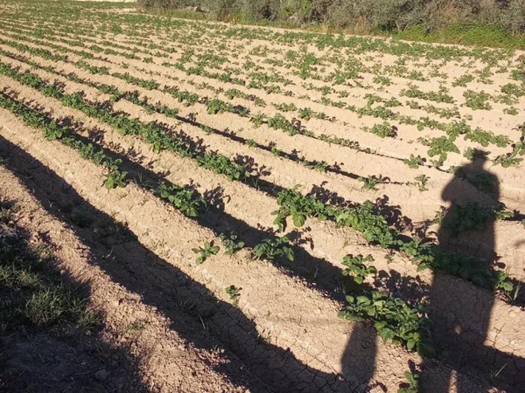 Terreno en venta en Orihuela, Alicante photo 2