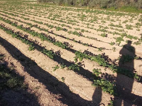 Terreno en carril de los Murcia, 5 photo 2