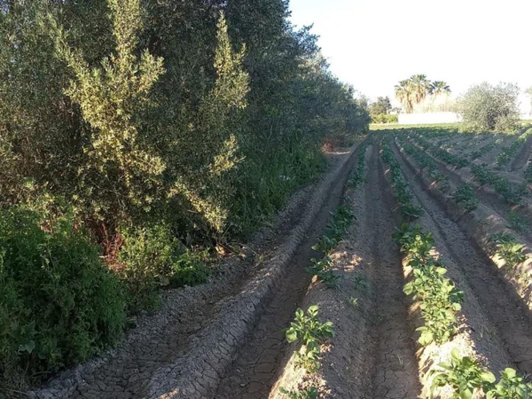 Terreno en venta en Orihuela, Alicante photo 4