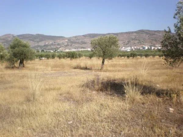 Terreno en Onil photo 4