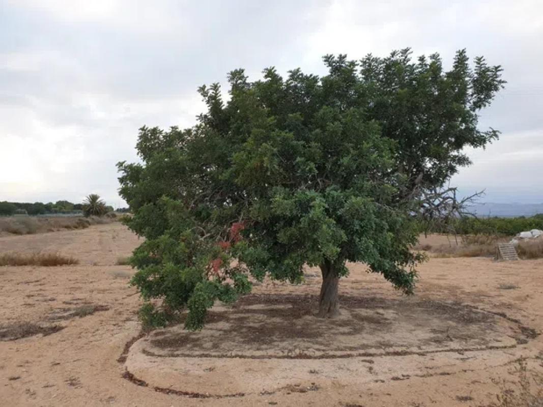 Terreno en venta en Elche / Elx, Alicante photo 2