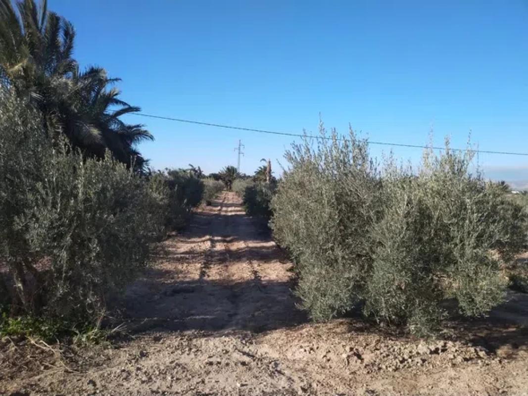 Terreno en venta en San Isidro, Alicante photo 4
