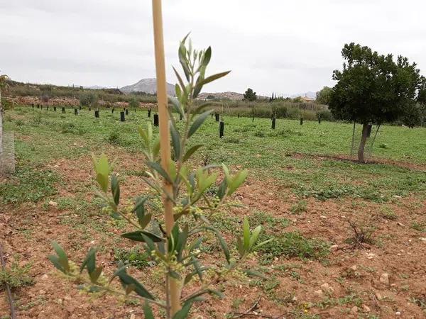 Terreno en Partida Horna Baja, 16 photo 1