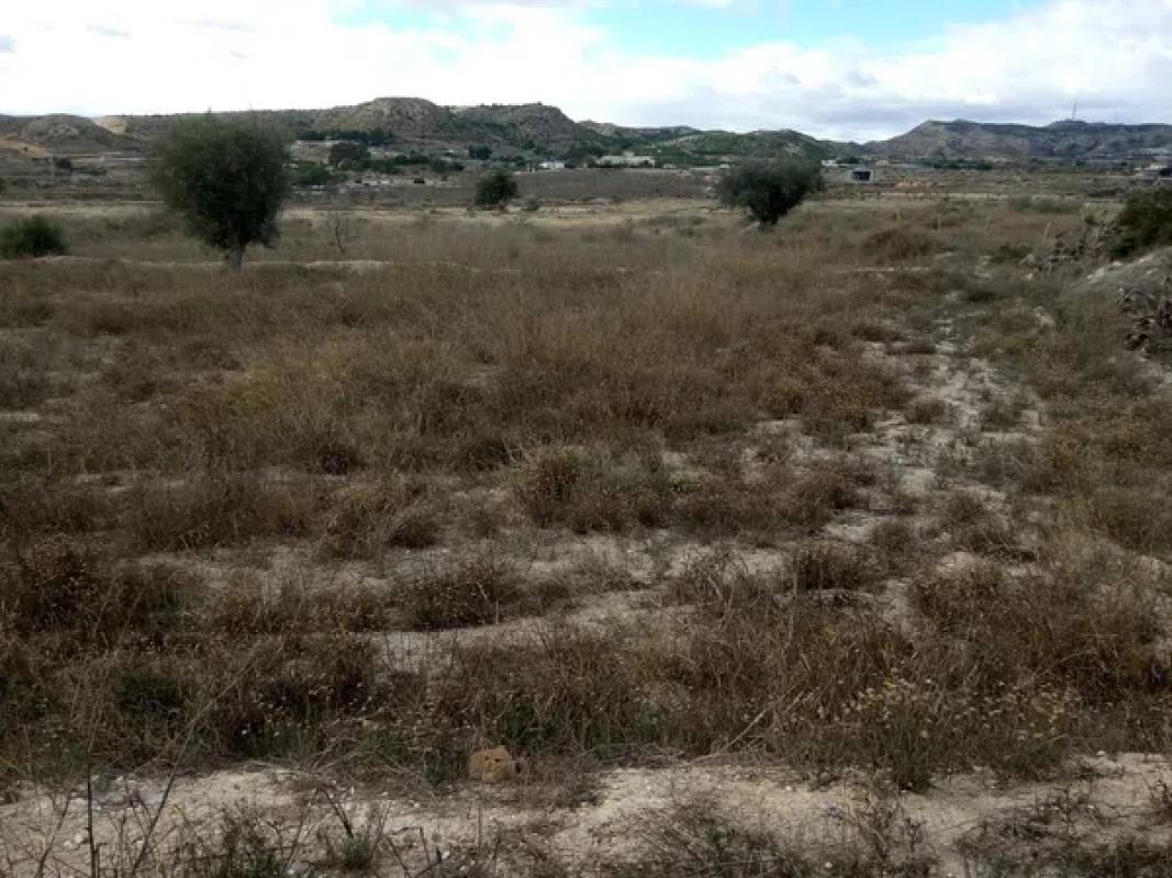 Land for sale in Elche / Elx, Alicante photo 2