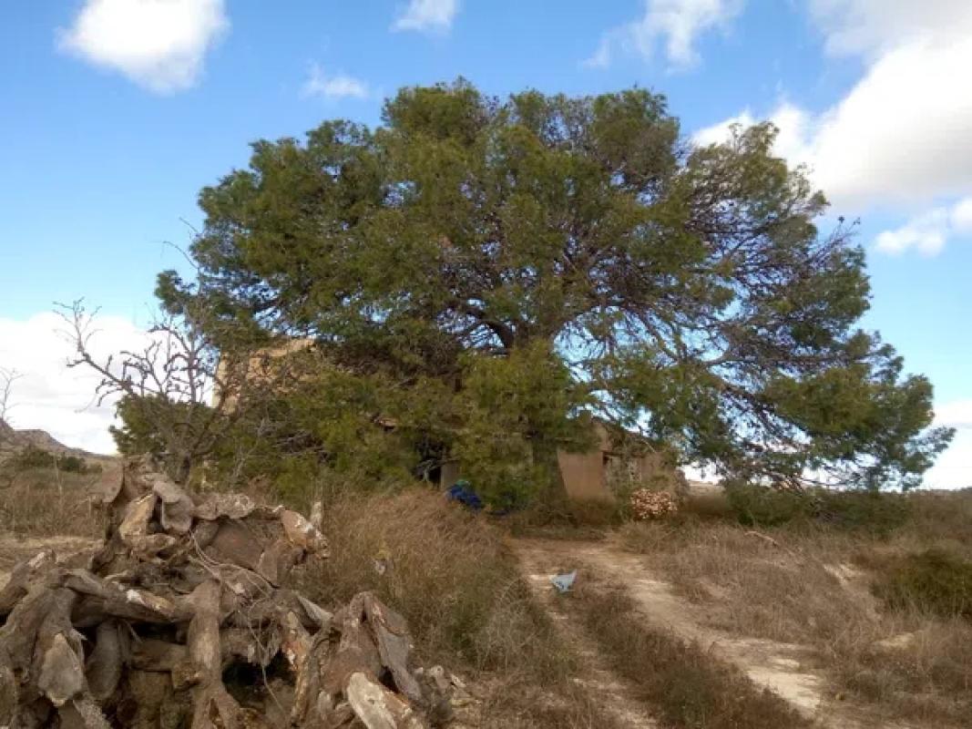 Land for sale in Elche / Elx, Alicante photo 3