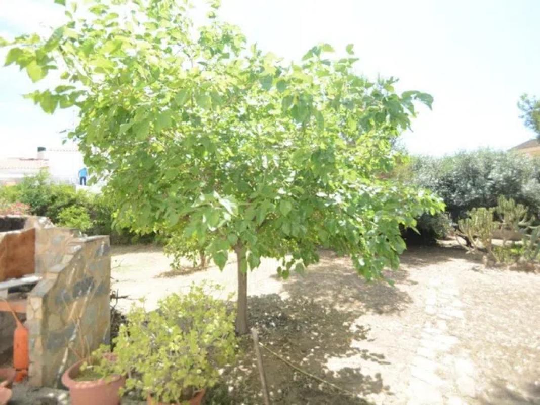 Terreno en venta en Orihuela, Alicante photo 2