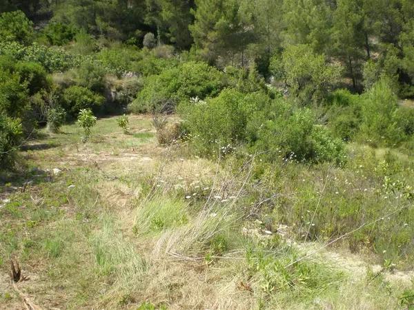 Terreno en carretera Bolulla photo 4